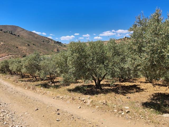 Terreno, Carratraca