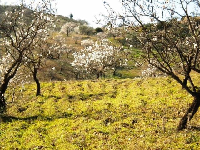 Terreno, Cártama
