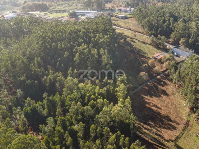 Terreno, Carvalhosa