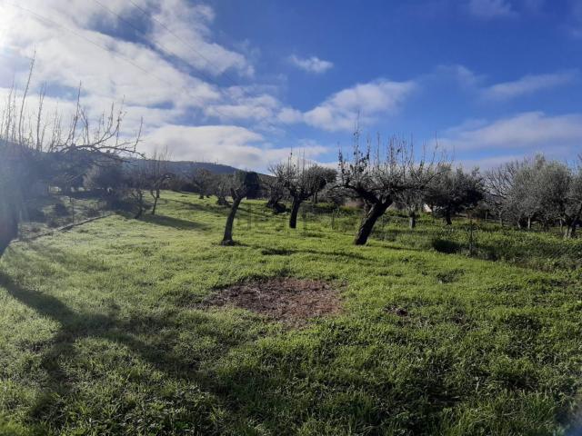 Terreno, Cañaveral
