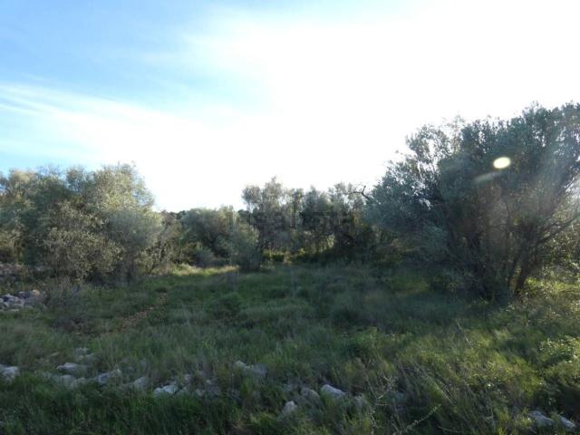 Terreno, Cervera del Maestre
