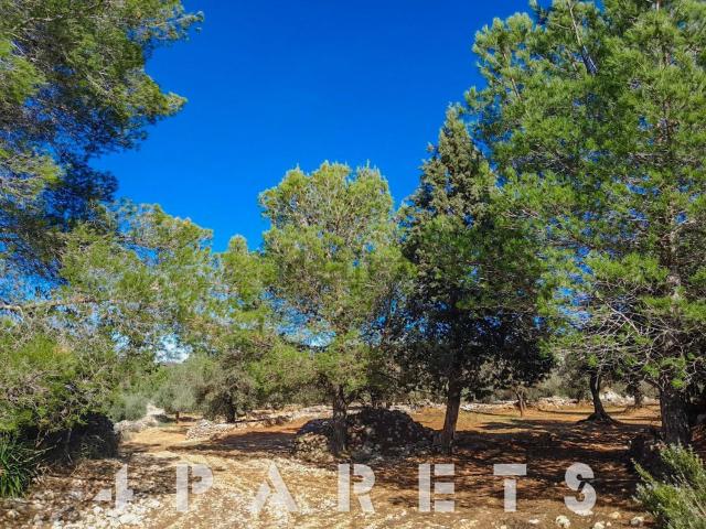 Terreno, Cervera del Maestre