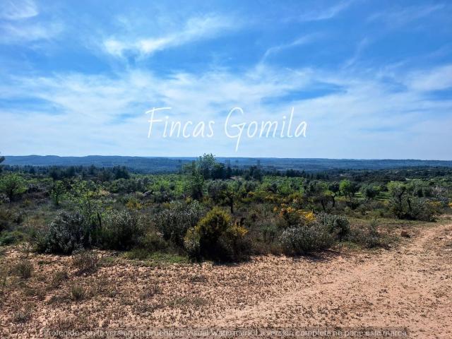 Terreno, Cerviá de les Garrigues