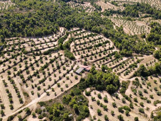 Terreno, Cerviá de les Garrigues