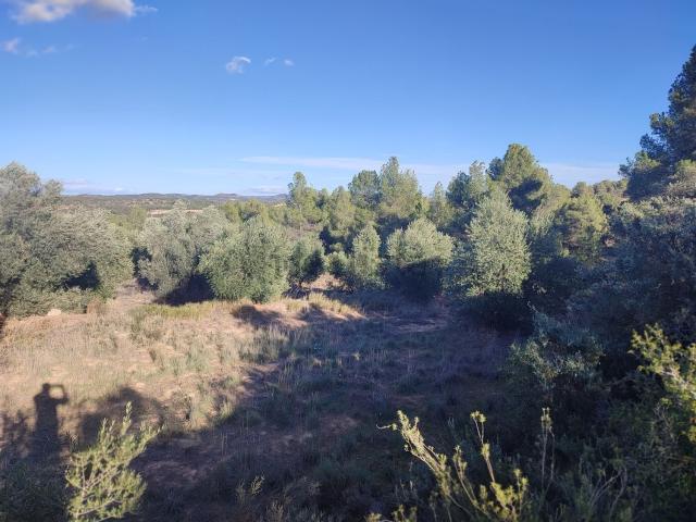 Terreno, Cerviá de les Garrigues