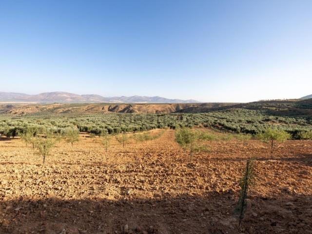 Terreno, Cogollos Vega