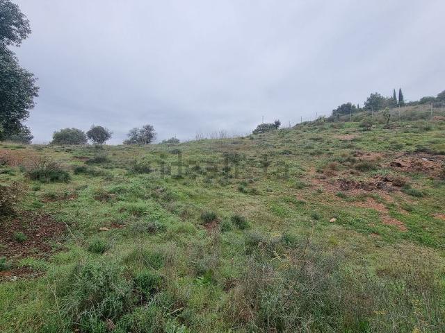 Terreno, Coin