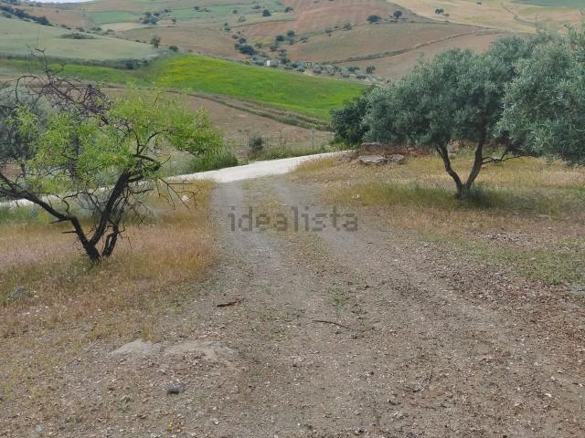 Terreno, Coin