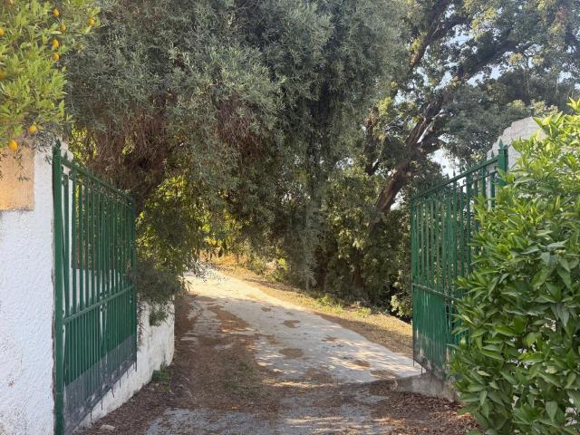 Terreno, Coin