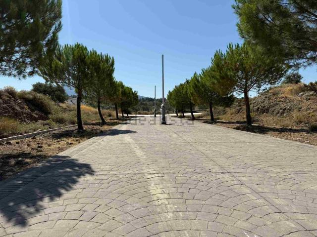 Terreno, Coin