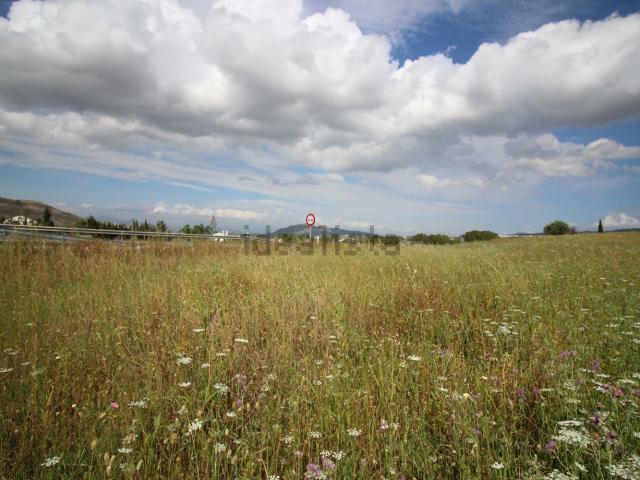 Terreno, Coin