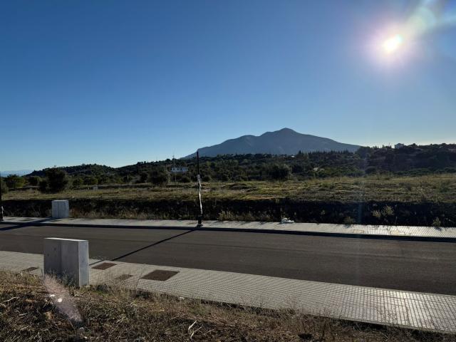 Terreno, Coin