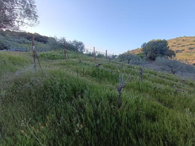 Terreno, Coin