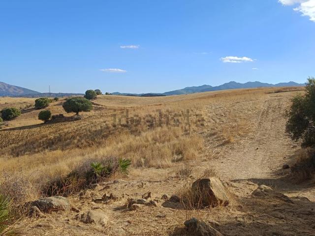 Terreno, Coin