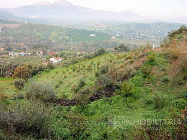 Terreno, Coin