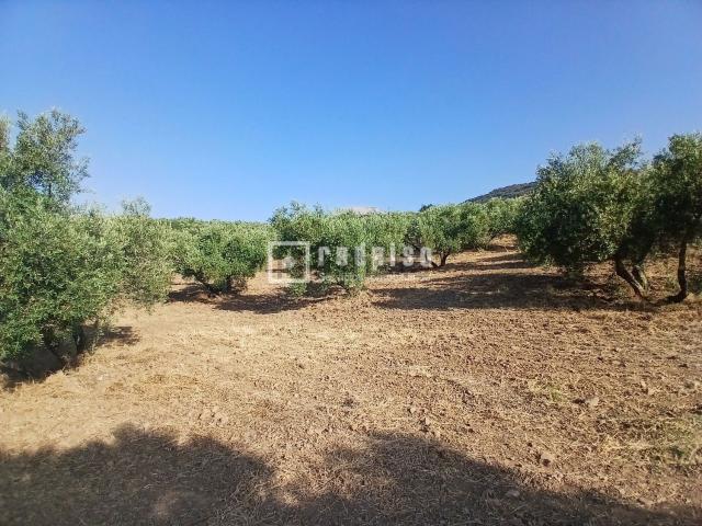 Terreno, Colmenar