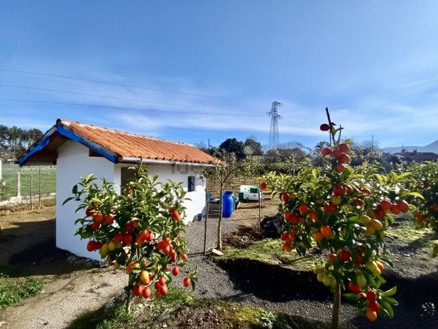 Terreno, Colunga