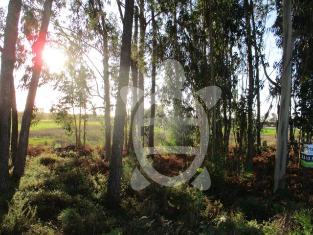 Terreno com 5000m2 entre a Figueira da Foz e a Vila da Tocha