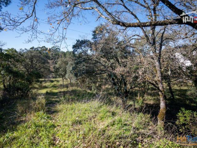 TERRENO COM 6822 m² NA AMOREIRA 5 m FÁTIMA | 26084063584