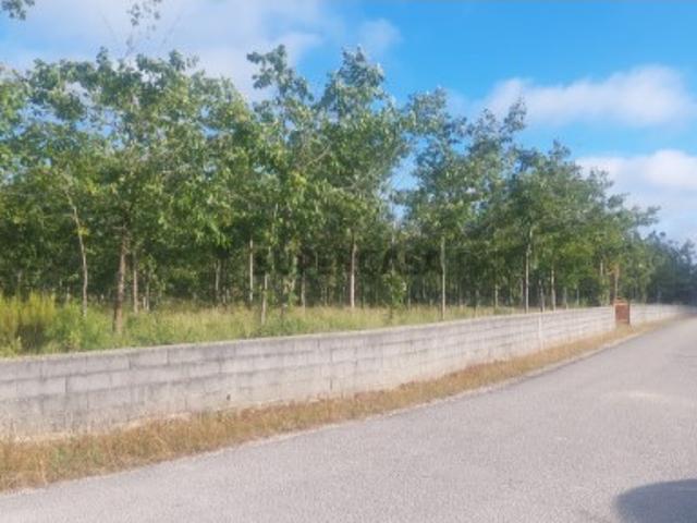Terreno com 7.000 m² | Viabilidade de Construção e Plantação de Carvalhos