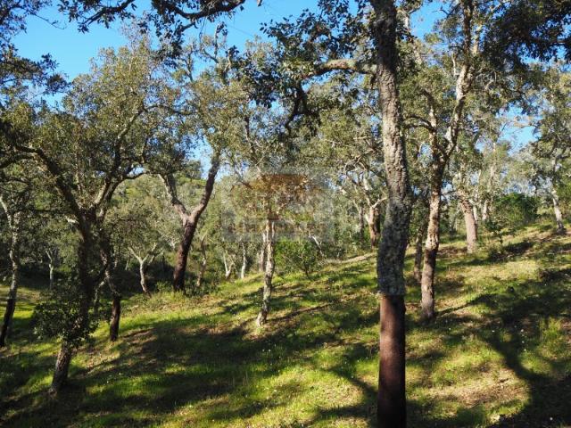 Terreno com 11 hectares e montado de sobro
