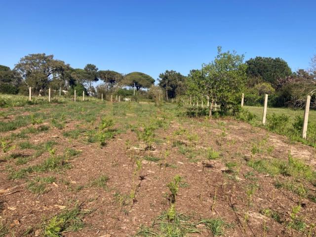Terreno com 1477m2 com projeto para moradia Meco Sesimbra