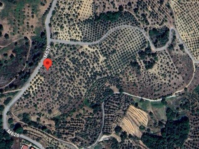 Terreno com 160 oliveiras Vila Flor