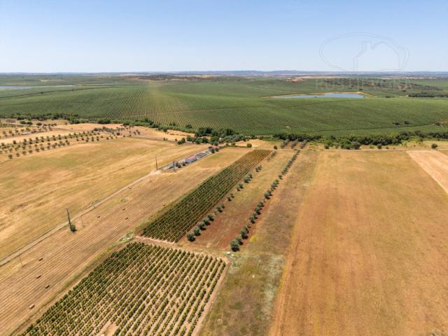 Terreno com 1,15 ha em Montoito Redondo | Oportunidade Agrícola e de Investimento