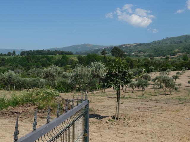 Terreno com 2.006 m², oliveiras em produção e construção de apoio | São Paio, Gouveia