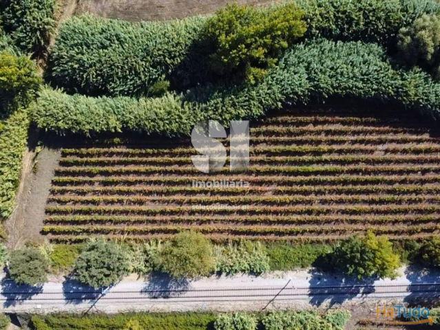 Terreno com Vinha Ativa | 26024038774