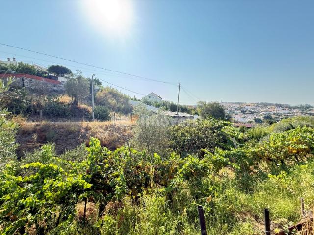 Terreno com Vinha com excelente exposição solar