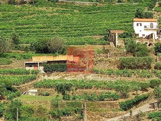 Terreno com Vinha no Douro | 26083539746
