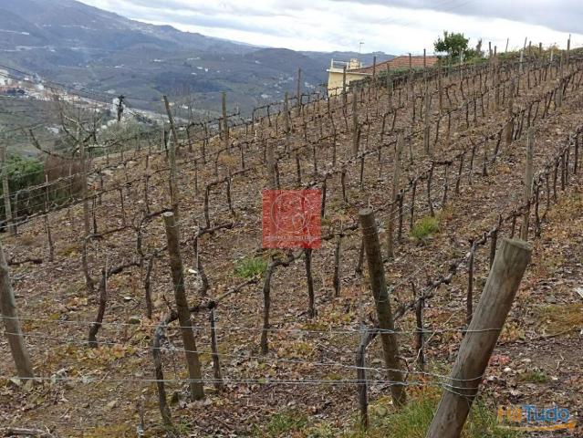 Terreno com vistas para o Peso da Régua e para o rio Douro | 26083543554
