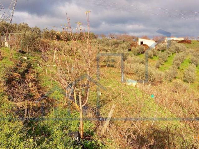 Terreno com Amendoal e Casa Alfândega da Fé | 26084079483