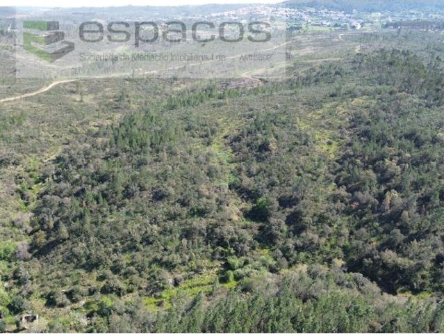 Terreno com azinheiras e pinhal Salgueiro do Campo