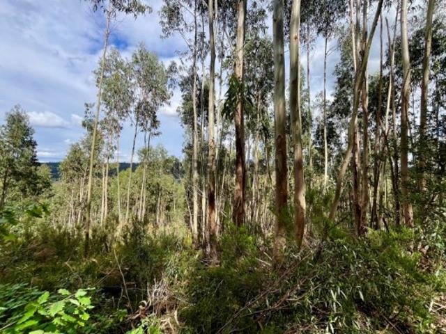 Terreno com eucaliptal em Figueiró dos Vinhos