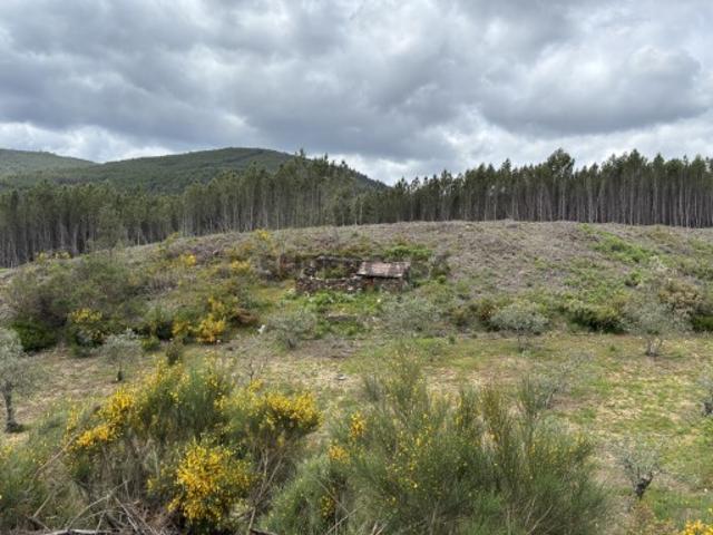 Terreno com olival e regadio