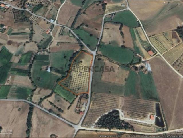 Terreno com olival nos Três Povos fundão