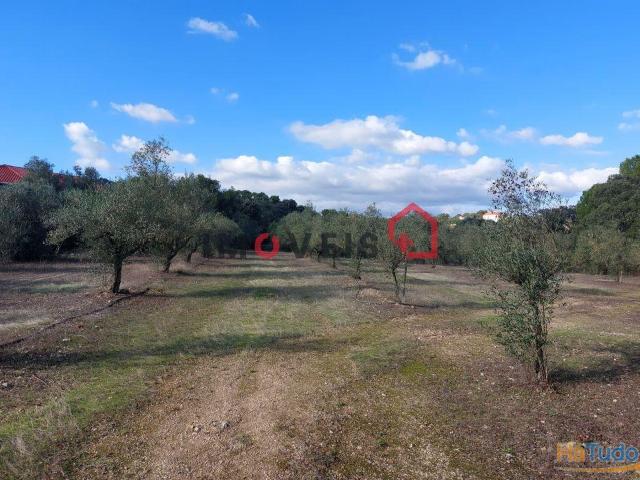TERRENO COM OLIVEIRAS E VINHA, VINTE MIL METROS QUADRADOS! | 26083918263