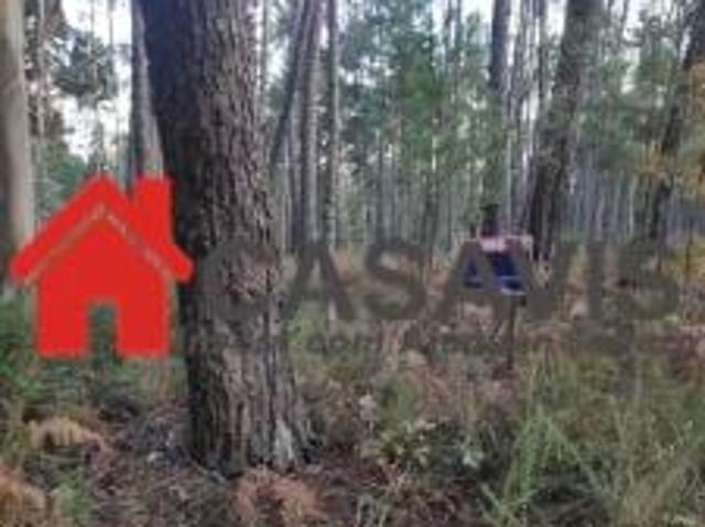 Terreno com Pinhal