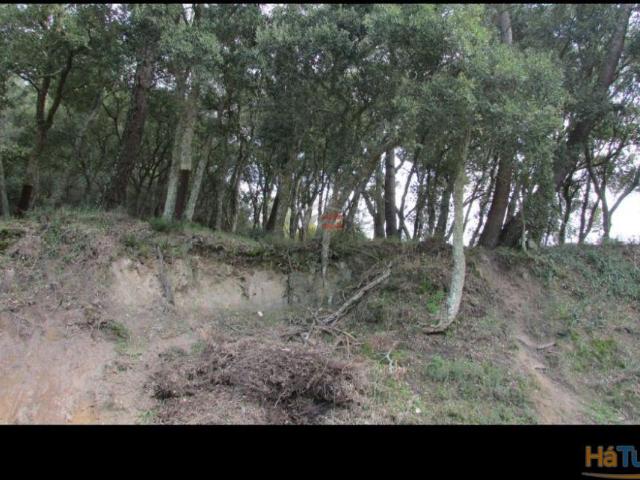 Terreno com Pinhal | 26062521823