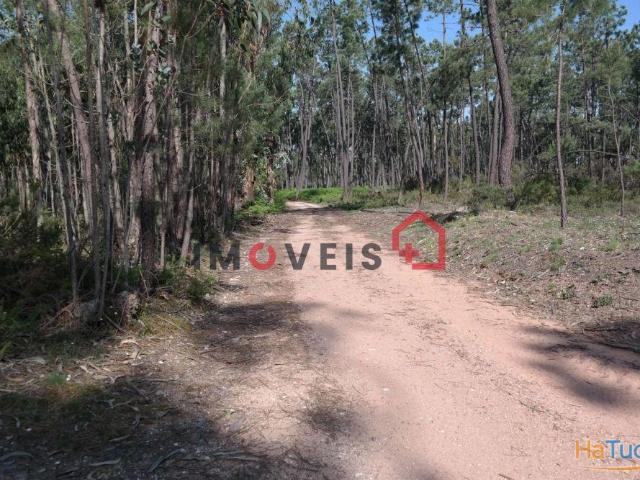 Terreno com pinhal | 26063250628