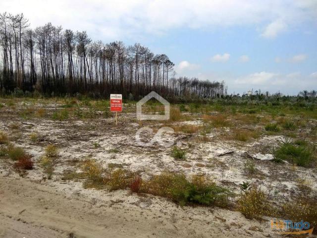 Terreno com pinhal com a área de 2.000 m2, a, localizado na zona próxima do Eco Marché e campo de Futebol de Vieira de Leiria | 26083324321