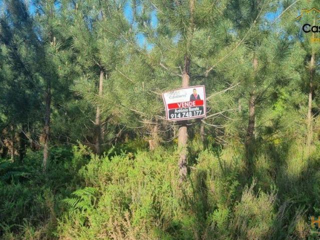 Terreno com Pinheios | 26083798246