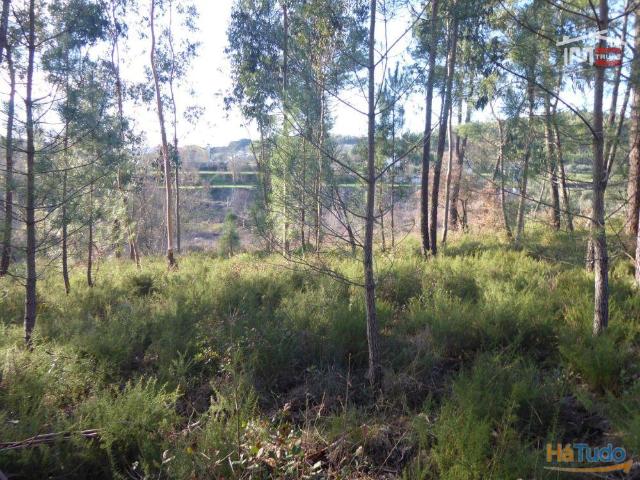 Terreno com Pinheiros e Eucaliptos, Ourém, Olival | 26082522005