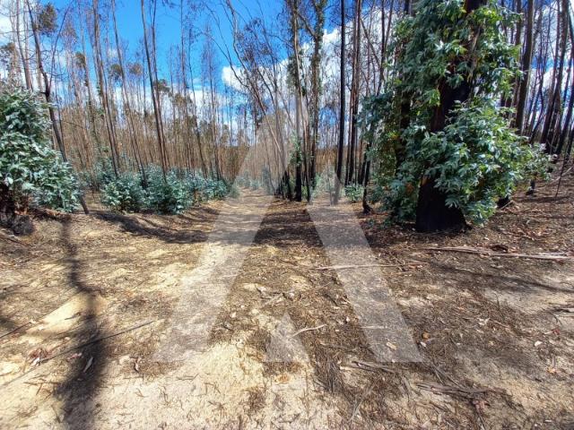Terreno com plantação de Eucaliptos em Espite Ourém