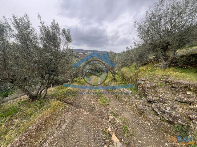 Terreno com plantação de oliveiras ? Olival | 26084059232