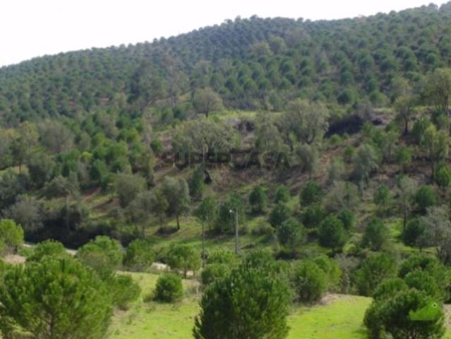 Terreno com Plantação de Pinheiros Mansos em Queimados S. Marcos da Serra
