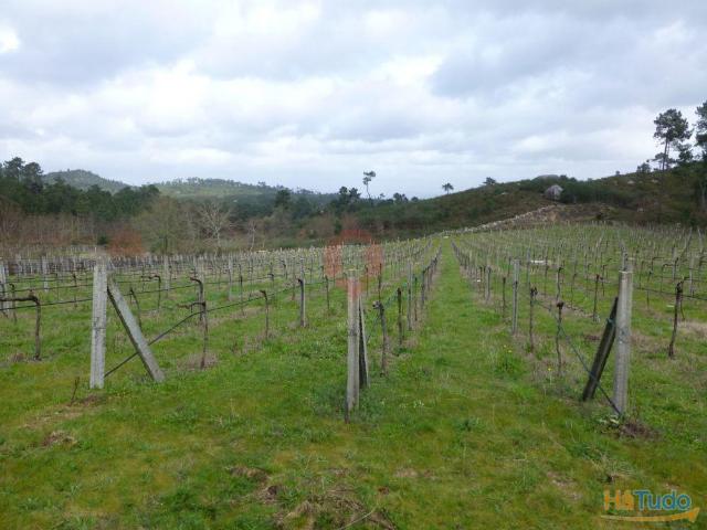 Terreno com produção de Vinha Alvarinho | 26083250461
