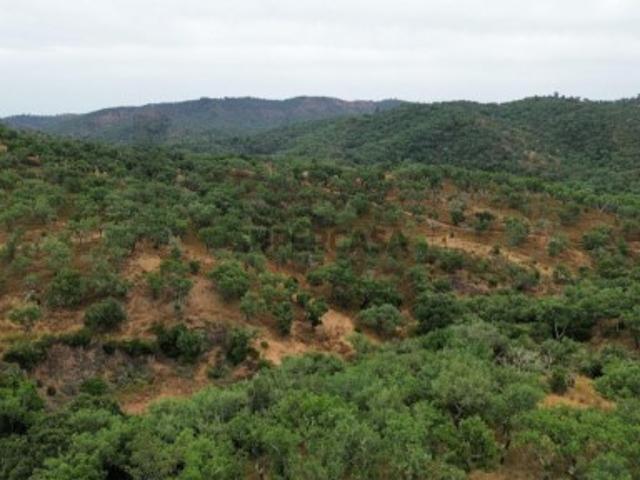 Terreno com Ruína e Potencial de Construção Privacidade e Natureza a 20 min das Praias de Melides